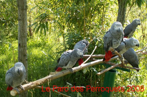 Groupe de Gris du Gabon